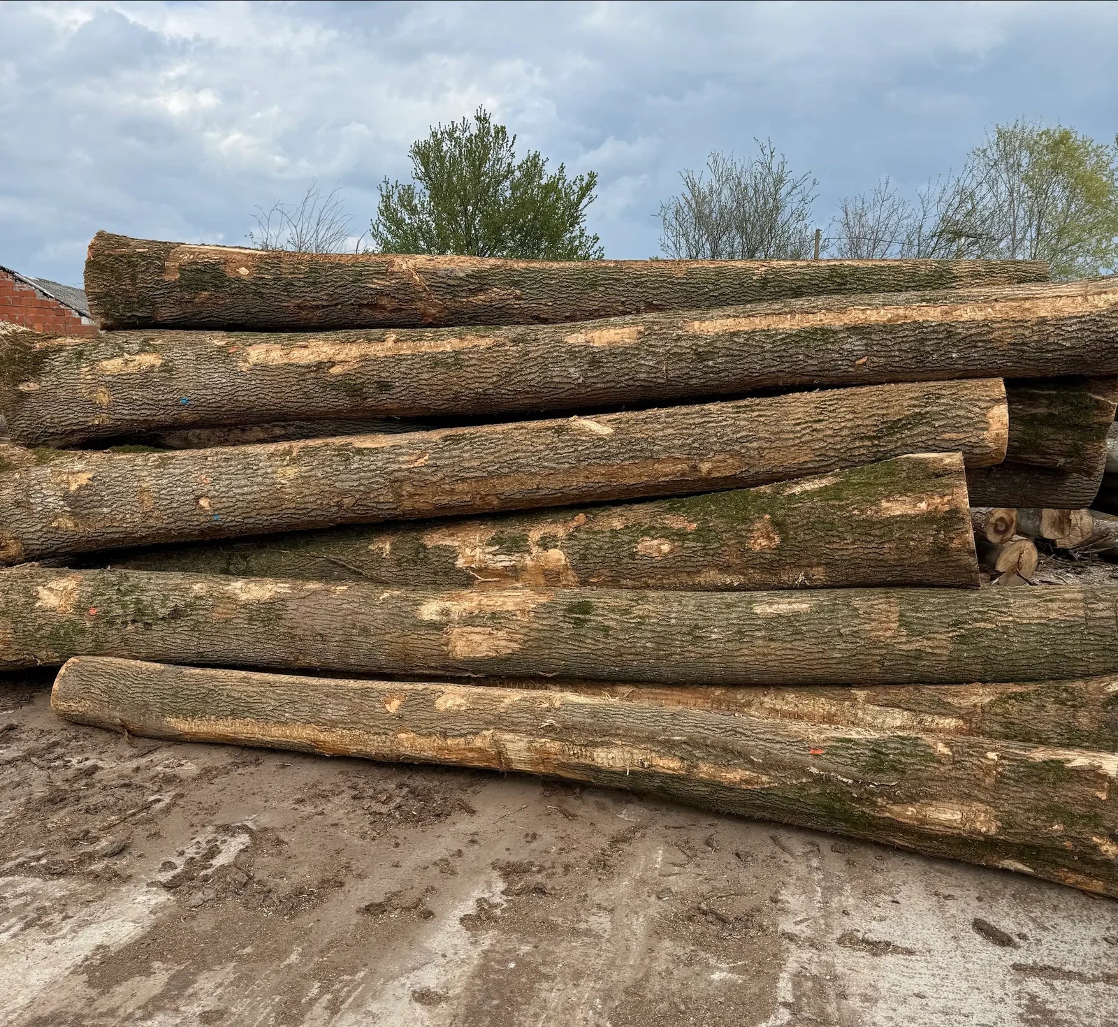 Stammholz Esche – LKW-Lieferung